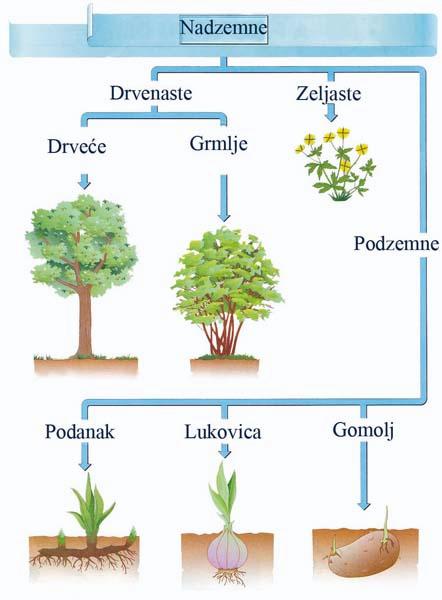 Stabljika - podjela.jpg